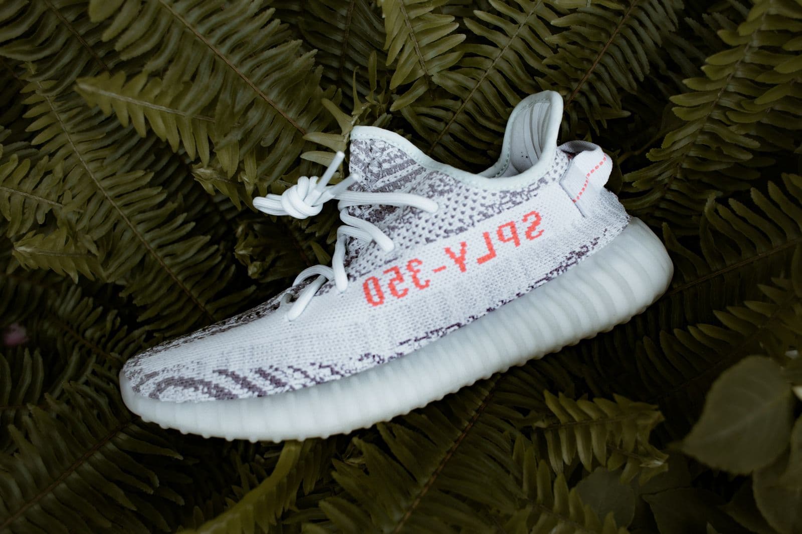 Yeezy Boost 350 V2 resting on fern leaves